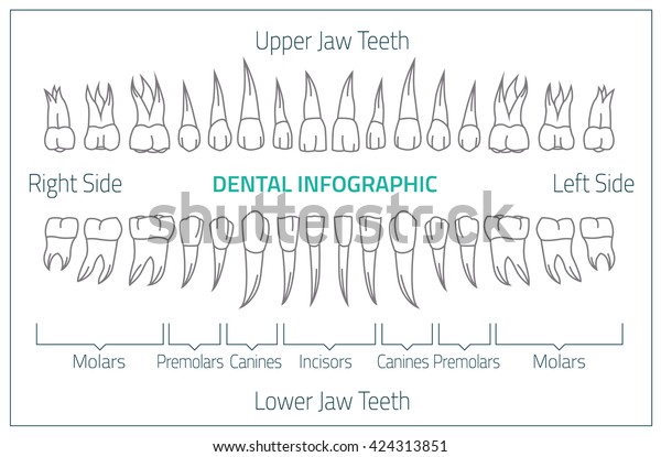 Adult International Tooth Chart Vector Illustration Stock Vector ...