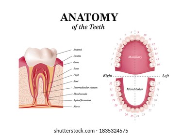 Adult international tooth numbering chart. Universal numbering system. Tooth Anatomy vector Dental Infographics. Realistic White Tooth Mockup. Medical banner or poster. Vector illustration. 