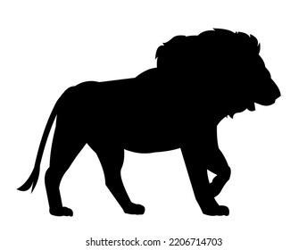 Adult lion. African savanna predator. Silhouette picture. Dangerous animal in natural conditions. Isolated on white background. Vector