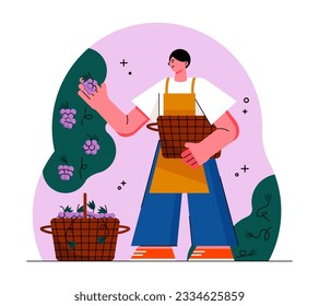 Adult male in apron holding basket, selecting quality berries for making wine. Wine production concept. Wine production industry. Flat vector illustration in cartoon style