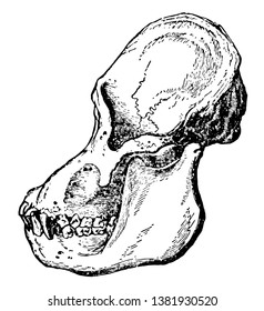 Adult Male Orangutan Skull Viewed from Side in which the orbit part of the skull is more rounded than humans, vintage line drawing or engraving illustration.