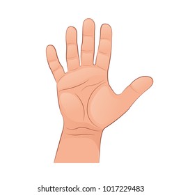 An adult man's palm. The gesture of the hand. Vector illustration isolated on white background.