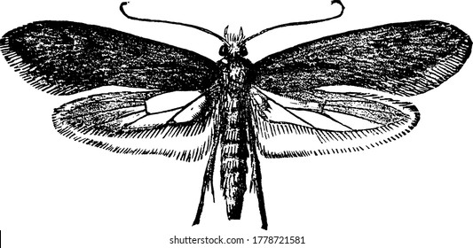 The adult moth of the Clothes Moth, Tinea pellionella species with long slender body and antennae. The forewings being darker than the hindwings, vintage line drawing or engraving illustration.