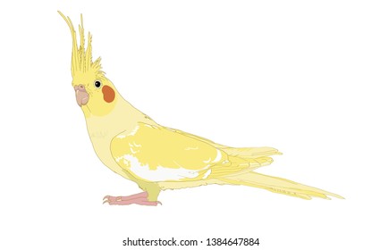 Adult parrot of cockatiel lutino mutation (Nymphicus hollandicus, corella) in color on isolated white background. Vector illustration.