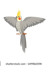 Adult parrot of normal grey cockatiel sitting on branch and flapping its wing (Nymphicus hollandicus, corella) cartoon bird design flat vector illustration isolated on white background