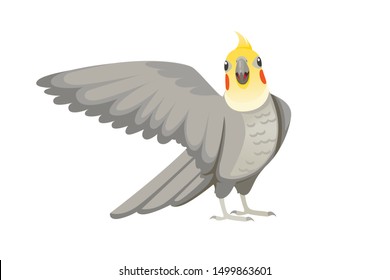 Adult parrot of normal grey cockatiel looking on you and flapping its wing (Nymphicus hollandicus, corella) cartoon bird design flat vector illustration isolated on white background