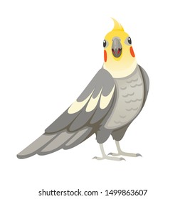 Adult parrot of normal grey cockatiel looking on you (Nymphicus hollandicus, corella) cartoon bird design flat vector illustration isolated on white background