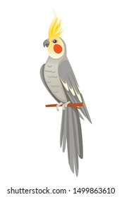 Adult parrot of normal grey cockatiel sitting on branch (Nymphicus hollandicus, corella) cartoon bird design flat vector illustration isolated on white background