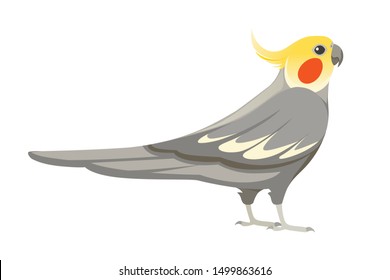 Adult parrot of normal grey cockatiel (Nymphicus hollandicus, corella) cartoon bird design flat vector illustration isolated on white background