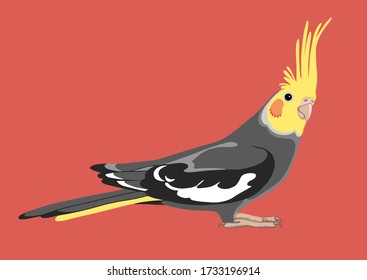 Adult parrot of normal grey cockatiel (Nymphicus hollandicus, corella). Isolated vector illustration.