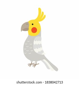 Adult parrot of normal grey cockatiel. Nymphicus hollandicus, corella. Cartoon bird design. Vector illustration