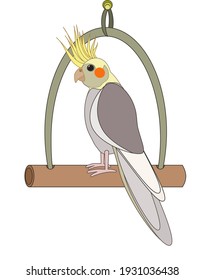 Adult parrot of normal grey cockatiel sitting on swing (Nymphicus hollandicus, corella)