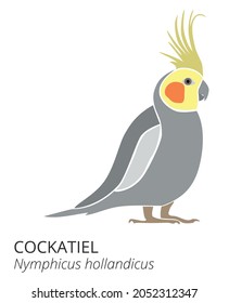 Adult parrot of normal grey cockatiel (Nymphicus hollandicus, corella) cartoon bird design flat vector illustration isolated on white background. Pet drawing. Small animal. Cute cartoon. Logo design. 