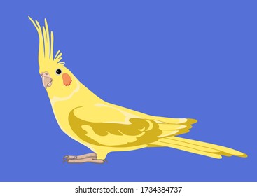 Adult parrot of yellow cockatiel (Nymphicus hollandicus, corella). Isolated vector illustration.