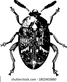 An adult Pea Weevil, found in peas in its larval state during summer and autumn, as a pupa in winter, and in the adult form in late spring, when it comes forth to lay its eggs on the pods