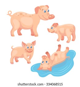 Adult pig with tree piglets on the white background / There are cute family of pigs on the white background. Pigs are in the different poses
