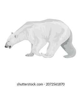 adult polar bear walks, stands isolated on a white background. Polar bear. Northern animals. Vector