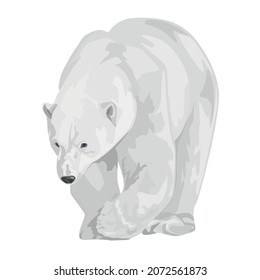 adult polar bear walks, stands isolated on a white background. Polar bear. Northern animals. Vector