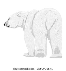 Adult polar bears, rear view. Wild animals of the Arctic and the Arctic Circle. Realistic vector animal