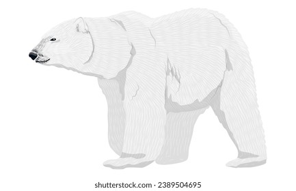 Adult polar bears. Wild animals of the Arctic and the Arctic Circle. Realistic vector animal