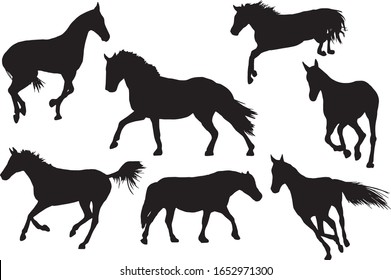 Adult race horses silhouettes on white background