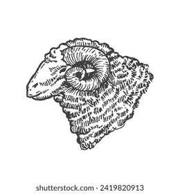 Adult Ram Hand Drawn Vector Cattle Illustration. Mutton Face Domestic Animal Sketch. Engraving Style Drawing. Isolated