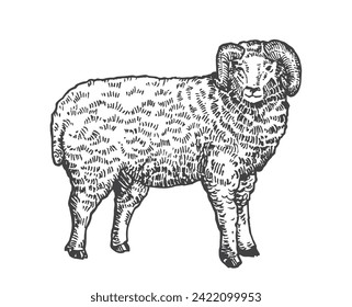 Adult Ram Hand Drawn Vector Cattle Illustration. Mutton Domestic Animal Sketch. Engraving Style Drawing. Isolated