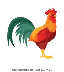 Adult rooster domestic farm bird