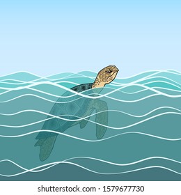 Adult sea turtle emerged from the water, sea, ocean. The head of the turtle is above the surface of the water, the shell, the fins are under water. Image of a turtle among the waves. Clear water.