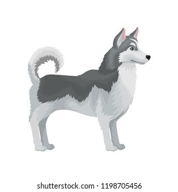 Adult Siberian husky standing in rack, side view. Dog with gray fur. Flat vector for advertising banner or poster of pet store