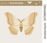 An adult silkworm is a moth that emerges from its cocoon after the pupal stage. This moth