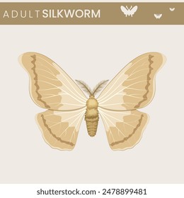 An adult silkworm is a moth that emerges from its cocoon after the pupal stage. This moth's primary role is to reproduce, laying eggs to begin the silkworm lifecycle anew.