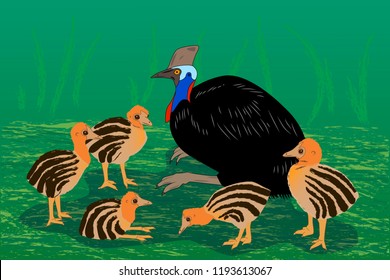 Adult sitting cassowary with nestlings, vector illustration