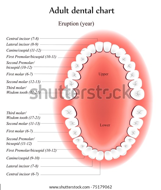 Adult Teeth Anatomy Shows Eruption Time Stock Vector (Royalty Free ...