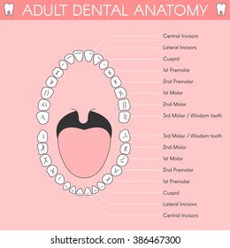 Adult Teeth anatomy. Vector illustration