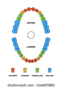 Adult teeth dentition anatomy with descriptions. Upper and lower jaw parts - incisor, canine, premolar and molar teeth. Secondary tooth silhouette