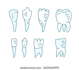 Adult teeth types. Editable vector illustration. Medical image in hand drawn linear doodle style isolated on white background. Human tooth. Health dental care design.