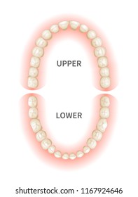 Adult teeths sheme, upper and down jaws isolated on white