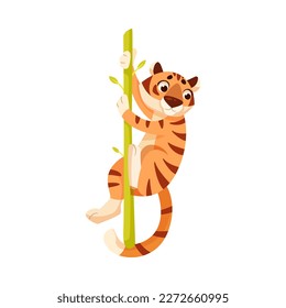 Adult Tiger with Striped Coat Climbing Bamboo Vector Illustration