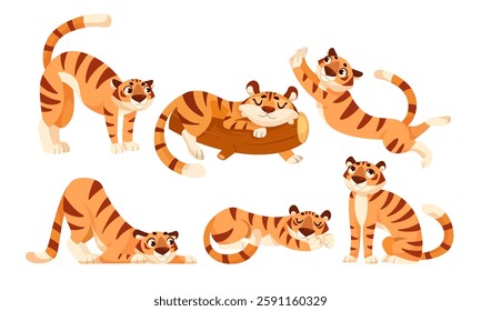 Adult Tiger with Striped Coat in Different Pose Vector Set