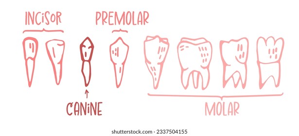 Adult tooth names chart. Editable vector illustration. Medical image in hand drawn doodle style isolated on white background. Human teeth infographic. Health dental care design.
