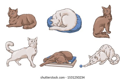 Adult white and brown cats. Vector illustration.