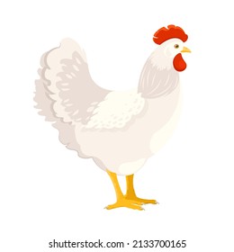 Adult white chicken on white background. Side Profile. Domestic bird. Vector illustration