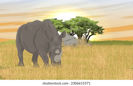 An adult white rhinoceros stands in the tall dry grass of the African savannah. Sunset in Africa. Realistic vector landscape