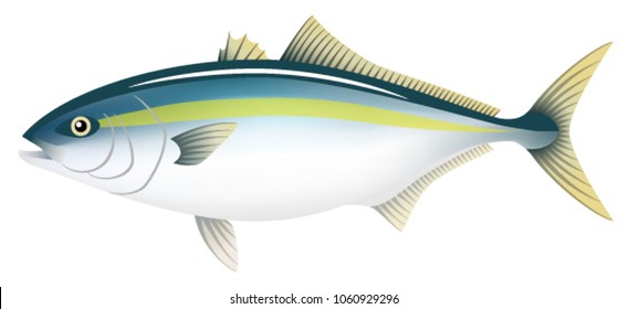 Yellowtail 的圖片 庫存照片和向量圖 Shutterstock