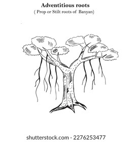 Raíces advenciosas, de apoyo o de zancos de banyan, apoyo mecánico, raíces de pilares, concepto botánico