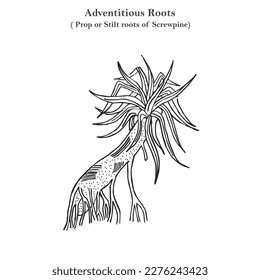 Adventitious roots, prop or stilt roots of screwpine, pandanus odoratissimus, botany concept