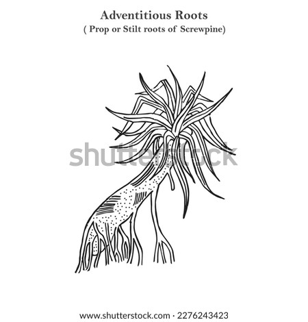Adventitious roots, prop or stilt roots of screwpine, pandanus odoratissimus, botany concept