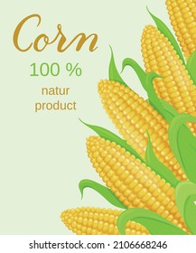 Advertising banner with ripe golden corn. 100% natur product. Vector