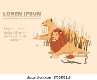 Advertising flyer banner design with pair of lions lying down in grass cartoon animal design flat vector illustration